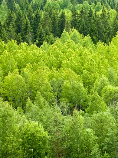 Densité de la canopée verte d’une forêt en été. | © Dmitry Naumov