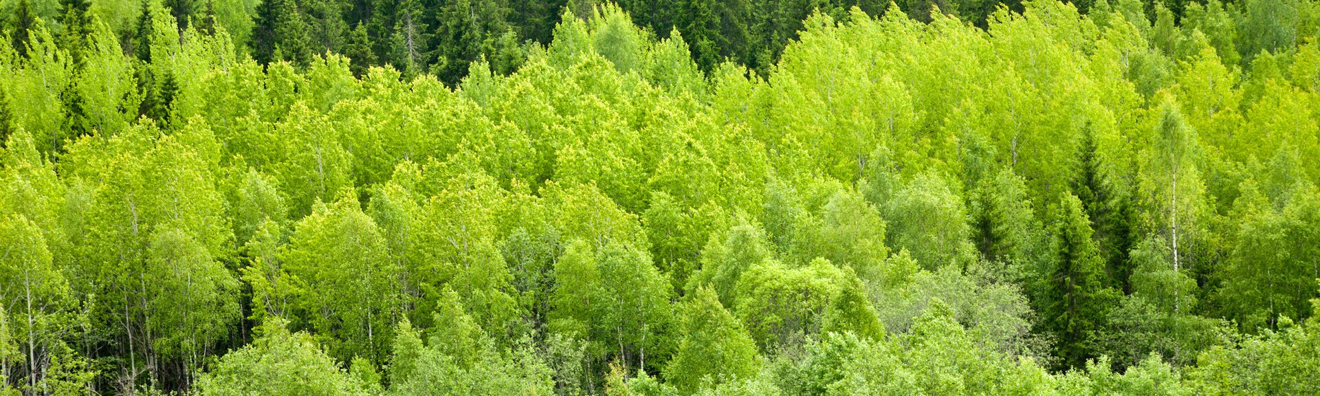 Densité de la canopée verte d’une forêt en été. | © Dmitry Naumov